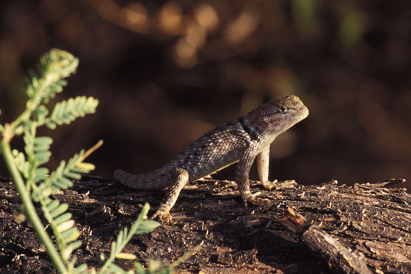 Desert Spiny Lizard (Sceloporus magister)