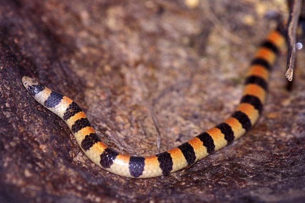 Variable Sandsnake (Sonora straminea)