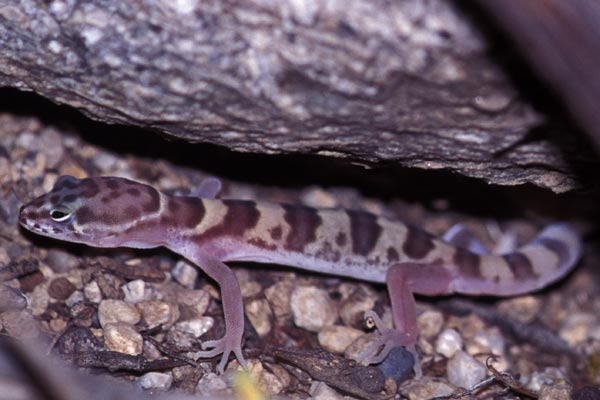 Desert Banded Gecko (Coleonyx variegatus variegatus)