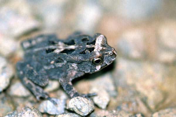 Montane Golden Toad (Sclerophrys kisoloensis)