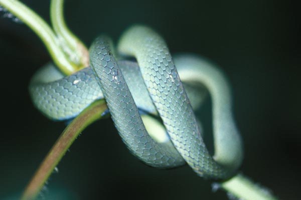 Günther’s Green Tree Snake (Dipsadoboa unicolor)