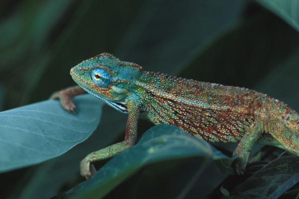 Montane Side-striped Chameleon (Trioceros ellioti)