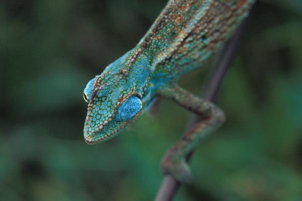 Montane Side-striped Chameleon (Trioceros ellioti)