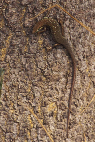 Speckle-lipped Mabuya (Trachylepis maculilabris maculilabris)