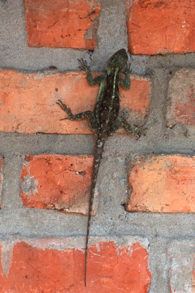 Uganda Tree Agama (Acanthocercus ugandaensis)