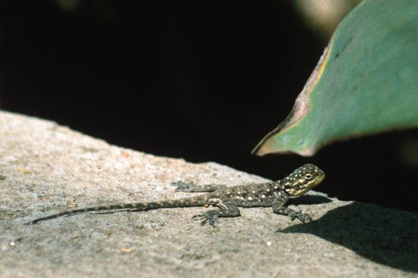 East African Rainbow Lizard (Agama lionotus)