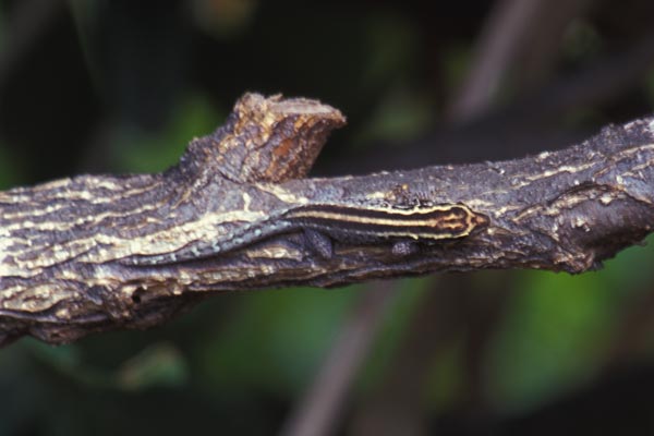 Tsavo Dwarf Gecko (Lygodactylus tsavoensis)