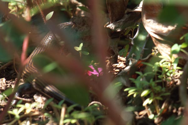 Short-necked Skink (Trachylepis brevicollis)