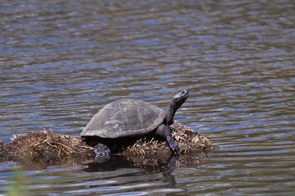 Serrated Hinged Terrapin (Pelusios sinuatus)