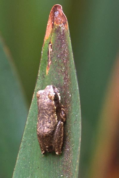 Gong Frog (Hyperolius glandicolor)