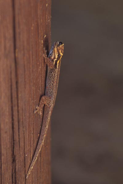 White-headed Dwarf Gecko (Lygodactylus picturatus)