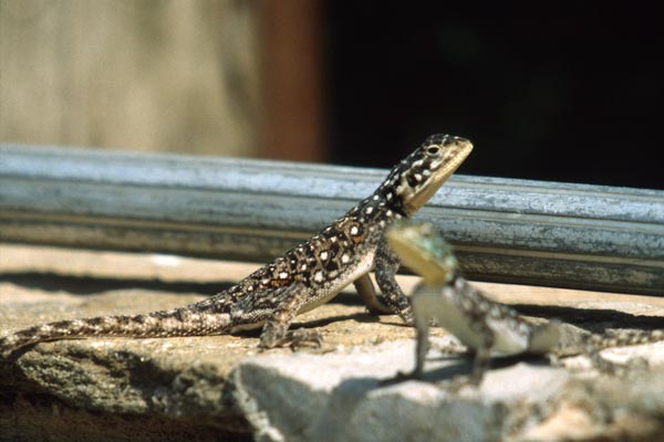 East African Rainbow Lizard (Agama lionotus)