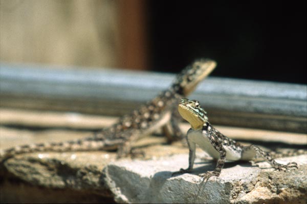 East African Rainbow Lizard (Agama lionotus)