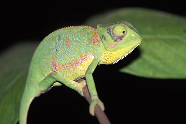 Graceful Chameleon (Chamaeleo gracilis)