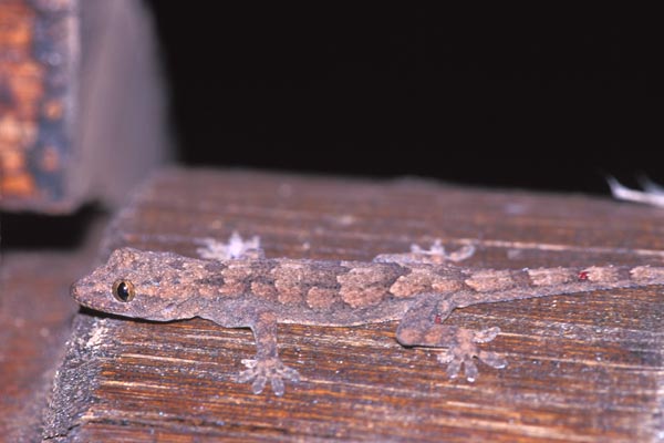 Tropical House Gecko (Hemidactylus mabouia)