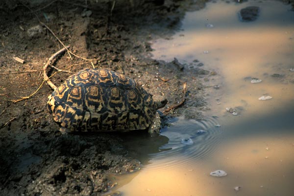 Leopard Tortoise (Stigmochelys pardalis)