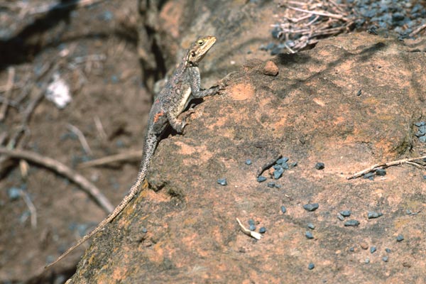 East African Rainbow Lizard (Agama lionotus)