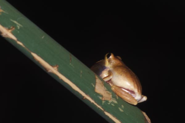 Common Reed Frog (Hyperolius viridiflavus)