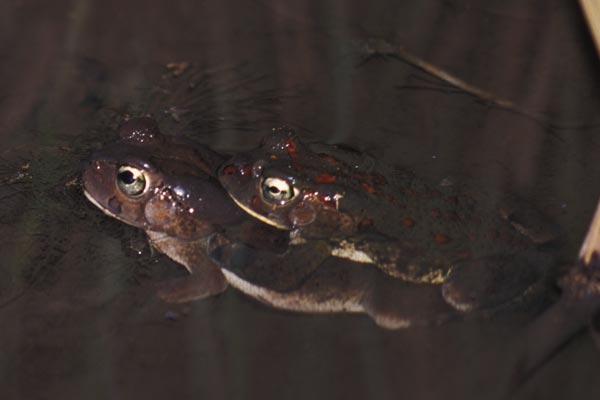 Garman’s Toad (Sclerophrys garmani)