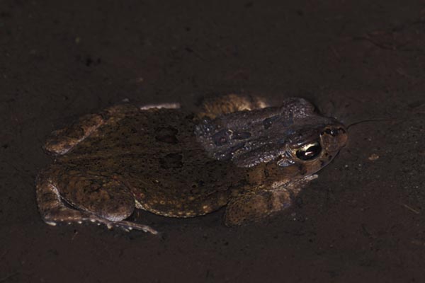 Garman’s Toad (Sclerophrys garmani)