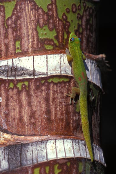 Gold Dust Day Gecko (Phelsuma laticauda laticauda)