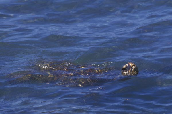 Green Sea Turtle (Chelonia mydas)