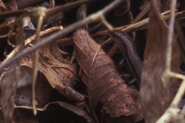 Delicate Garden Skink (Lampropholis delicata)