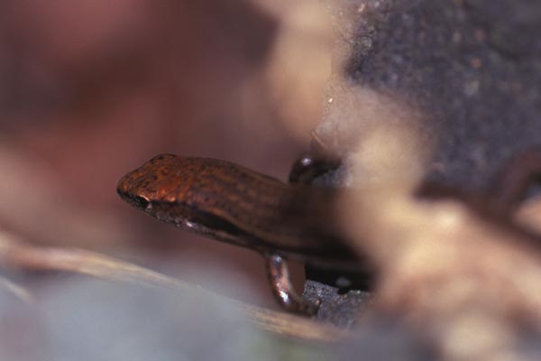 Delicate Garden Skink (Lampropholis delicata)