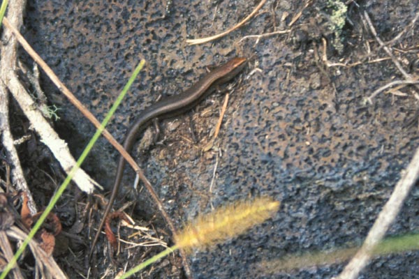 Delicate Garden Skink (Lampropholis delicata)