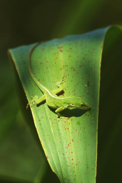 Green Anole (Anolis carolinensis)