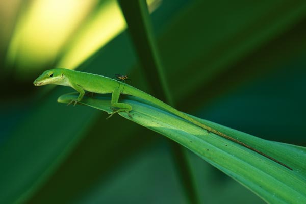 Green Anole (Anolis carolinensis)