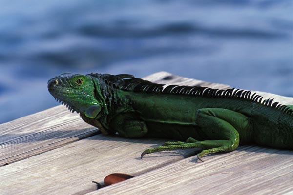 Green Iguana (Iguana iguana)