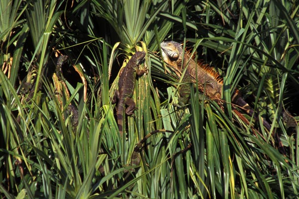 Green Iguana (Iguana iguana)