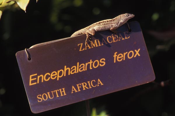 Cuban Brown Anole (Anolis sagrei sagrei)