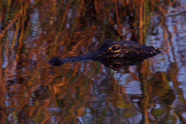 American Alligator (Alligator mississippiensis)