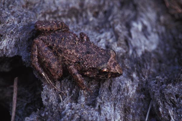 Greenhouse Frog (Eleutherodactylus planirostris)