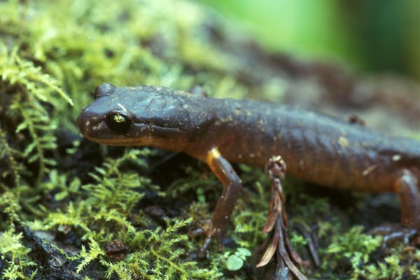 Yellow-eyed Ensatina (Ensatina eschscholtzii xanthoptica)