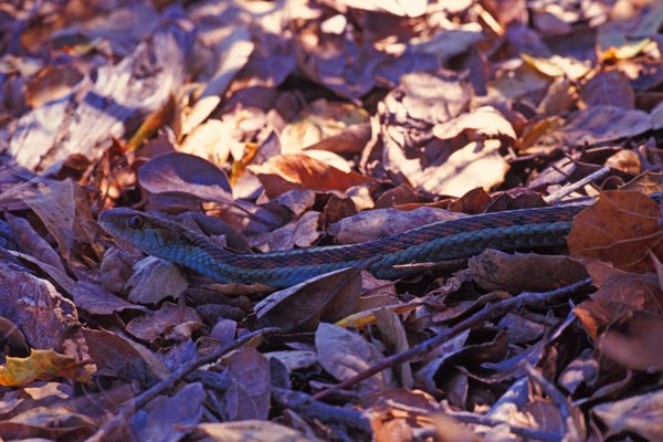 California Red-sided Gartersnake (Thamnophis sirtalis infernalis)