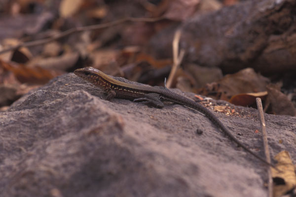 Rainbow Ameiva (Holcosus undulatus)