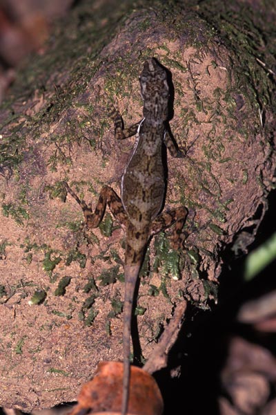 Stream Anole (Anolis lionotus)