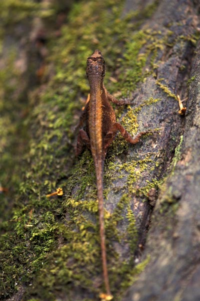 Ground Anole (Anolis humilis)