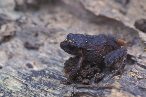 Stejneger’s Rain Frog (Craugastor stejnegerianus)