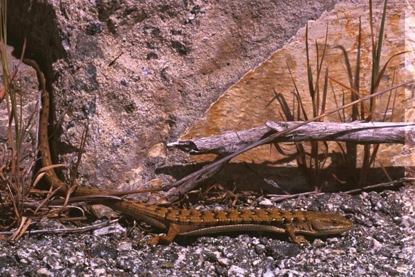 Woodland Alligator Lizard (Elgaria multicarinata webbii)