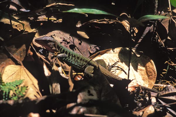 Delicate Ameiva (Holcosus leptophrys)