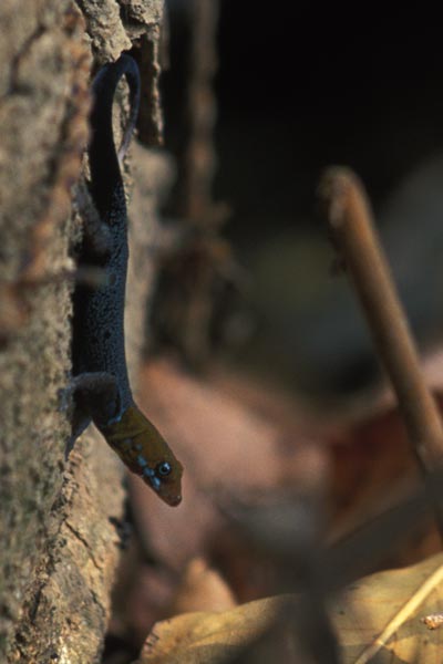 Yellow-headed Gecko (Gonatodes albogularis)