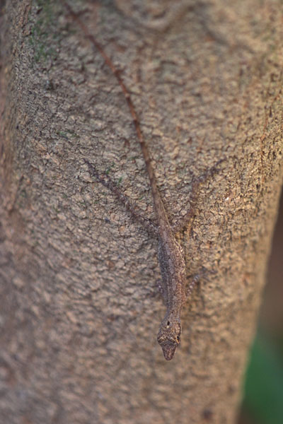 Border Anole (Anolis limifrons)