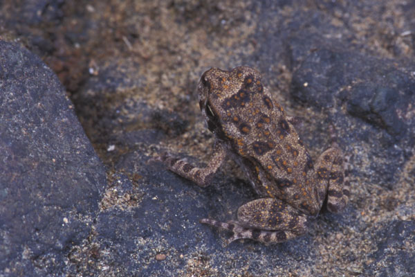 Giant Toad (Rhinella horribilis)