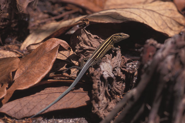 Four-lined Ameiva (Holcosus quadrilineatus)