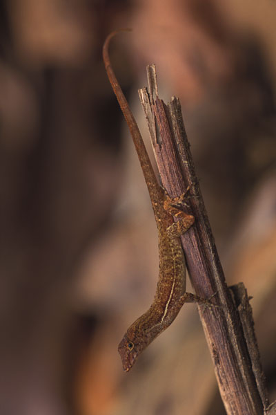 Osa Anole (Anolis osa)