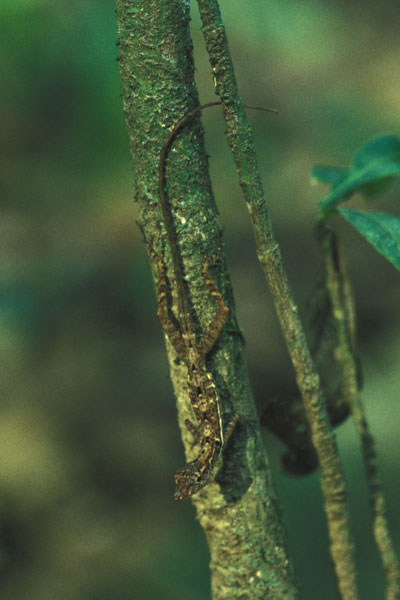 Osa Anole (Anolis osa)